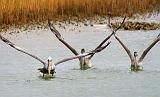 Pelicans Taking Wing_30365